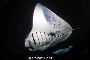 Manta's by Stuart Ganz 